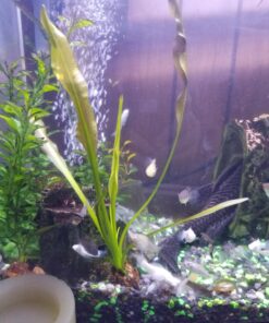 Aponogeton Ulvaceus Bulb - Aquarium Plant for Aquariums with temperatures Under 72F 61 71Fsvnn7BL