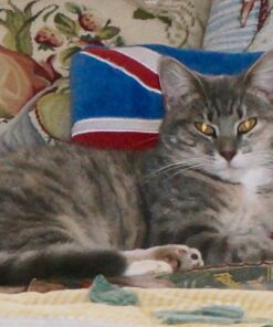 SHEBA PERFECT PORTIONS Cuts in Gravy Adult Wet Cat Food Tray, Delicate Salmon and Tender Whitefish & Tuna Entrée, Twin-Pack - 12 Count (Pack of 2) 12 Count (Pack of 2) 32 71FuJo2BtOL