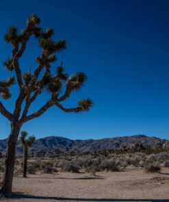 Nikon AF-S FX NIKKOR 20mm f/1.8G ED Fixed Lens with Auto Focus for Nikon DSLR Cameras Lens Only 65 71FuocFb2DL