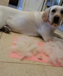 KONG - ZoomGroom - Dog Brush for Grooming and Shampooing - Blue Brush for Large Dogs Standard Packaging 39 71FvRfEN0L