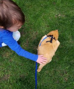 Hamilton Pet & Equine Hamilton Adjustable Hen Soft Mesh Chicken Harness, Black, 5/8" x 12"/18"/Small SMALL/HEN 9 71FvSphfFgL