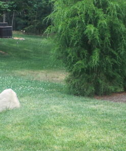 Emsco Group 2182 Medium – Lightweight Landscape Rock-Resin, Sandstone 49 71FwEJZiKzL