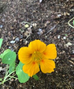 Seed Needs, 350+ Nasturtium Seeds for Planting - Jewel Mixture (Tropaeolum nanum) Non-GMO, Easy to Grow Mix, Attracts Pollinators - Bulk Bulk Pack (350 Seeds) 49 71G0DQEca0L