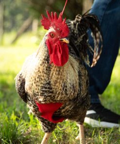 Chicken Harness (Purple, Medium) 4 71G0R9SgVsL