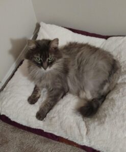 Armarkat Pet Bed Mat 28 by 22 by 5, M02HJH/MB-Medium, Ivory 28.0"L x 22.0"W x 5.0"Th 27 71G0SoBnpbL 1