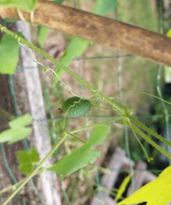 Seed Needs, Cucamelon Seeds - 65 Heirloom Seeds for Planting Melothria scobra - Mexican Sour Gherkin Non-GMO & Untreated, Boasts a Light Citrus Flavor, (2 Packs) 2 Packs (130 Seeds) 46 71G0xNj422L