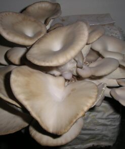 Organic Blue Oyster Mushroom Growing Kit 43 71G2OYNhuWL