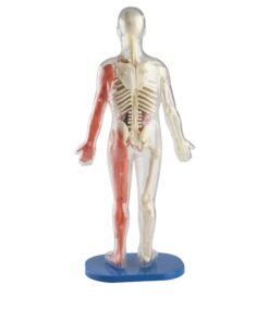 Alternative view of SmartLab Toys Squishy Human Body with 21 Removable Body Parts with Anatomy Book