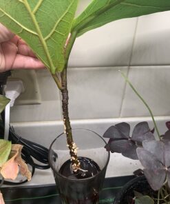 Maxicrop Liquid Seaweed (Kelp Extract, 32 Oz 22 71G4akwS5 L