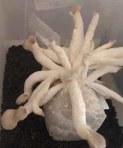 Organic Blue Oyster Mushroom Growing Kit 58 71G4gbkzfL