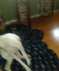 Forticept Maxi-Wash Hot Spot Treatment, Wound Care & Itch Relief Spray for Dogs and Cats. Relives Scratching, Rashes, Sores, Itchy Skin and Paw Licking 8 oz 8 Fl Oz (Pack of 1) 23 71G4mGbVbL