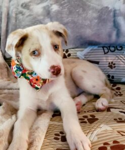 Seresto Large Dog Vet-Recommended Flea & Tick Treatment & Prevention Collar for Dogs Over 18 lbs. | 8 Months Protection 1 Pack Large Dog Only 32 71G6WbIj4vL