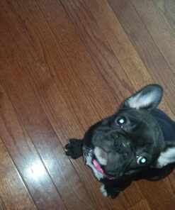 Wellness Soft Puppy Bites Natural Grain-Free Treats for Training, Dog Treats with Real Meat and DHA, No Artificial Flavors (Lamb & Salmon, 3-Ounce Bag) Soft Treats Lamb & Salmon 3 oz 41 71G7eXnCf4L