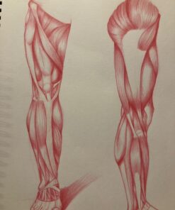 Prismacolor Col-Erase Erasable Colored Pencils, 12 Pack 12 Count (Pack of 1) 41 71G8I iuB6L