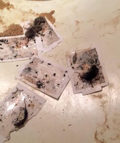 Tomcat Glue Boards (Captures Mice and Other Household Pests, Eugenol Formula, 4-Pack) 25 71G99dlPL8L