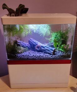 Natural Cholla Wood for Aquarium Decoration, Shrimp, Hermit Crab, Chew Toys for Small Pets (4 Inches Long(Pack of 3)) 4 Inches Long(Pack of 3) 26 71GB5wOeqsL