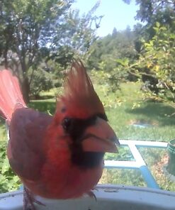 NETVUE Birdfy Lite - Smart Bird Feeder with Camera Solar Powered, Bird Watching Camera Wireless, Auto Capture Bird Videos & Motion Detection, Ideal Gift for Christmas Blue 55 71GBHGXR4rL