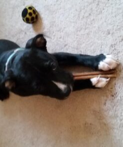 Best Bully Sticks 6 Inch All-Natural USA-Baked Bully Sticks for Dogs - 6” Fully Digestible, 100% Grass-Fed Beef, Grain and Rawhide Free | 18 Pack USA 6 Inch Bully Sticks (18 Pack) 37 71GCTRZbaL