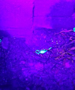 TERRO Scorpion Killer Aerosol Spray T2101 1 Pack 36 71GEvvAZbEL