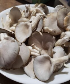 Back to the Roots Organic Oyster Mushroom Grow Kit, Harvest Gourmet Mushrooms In 10 Days 1 Count (Pack of 1) 57 71GFTX s3iL