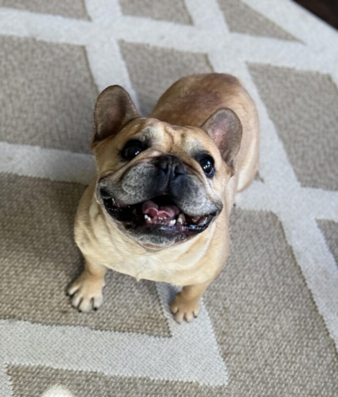 PetLab Co. Probiotics For Dogs, Support Gut Health, Diarrhea, Digestive