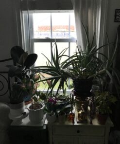 Mkono 2 Pack Watering Can, 250ML and 500ML Succulent Watering Bottle Plant Flower Squeeze Bottle Plastic Bend Mouth Safety Wash Bottle, Small and Medium, White 36 71GIA7zhNTL