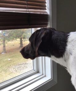 IAMS Smart Puppy Large Breed Dry Dog Food with Real Chicken, 30.6 lb. Bag 30.6 Pound (Pack of 1) 49 71GJZs2OLiL