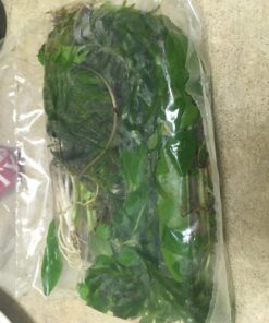 6 Plant Species Live Aquatic Plants Package - Microsorum Java Fern, Amazon, Moneywort and More! 57 71GKOY1CstL 1