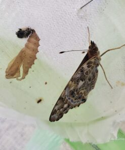 10 Live Caterpillars Shipped Now: Butterfly Kit Refill 35 71GM9IUo2L