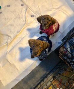 Hill's Science Diet Dry Dog Food, Puppy, Chicken Meal & Barley Recipe, 30 lb. Bag Puppy Dry 30 Pound (Pack of 1) 38 71GN18WmIqL