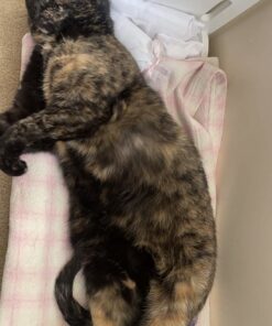 Badger Basket Toy Doll Bed with White Bedding and Personalization Kit for 20 inch Dolls - White Rose 29 71GOioelqZL