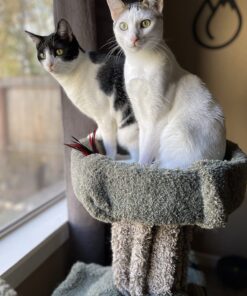 Zen Clipper Pet Nail Clipper for Cats – Cat Nail Clipper for Safer Cat Grooming and Nail Care - Clean, Quiet, and Easy-to-Use Stainless Steel Cat Claw Trimmer - (2.5mm Hole) Small - 2.5mm hole 29 71GPSYxlQeL