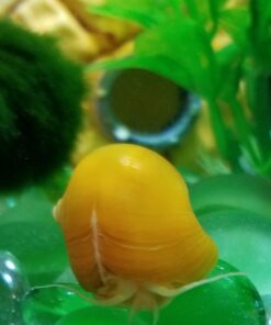 Golden Mystery Snail - 1/2"-2" - Algae Eater for Aquariums 53 71GTJEcyepL