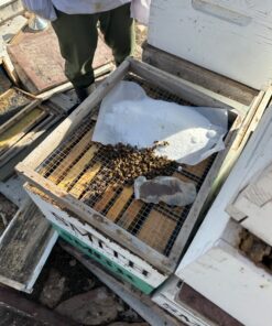 Mann Lake Bee-Pro Patties with Pro Health, Ready-to-Feed High Protein Pollen Substitute, Beekeeping Supplies, 10 lb 10 Pound (Pack of 1) 25 71GVAVx99VL