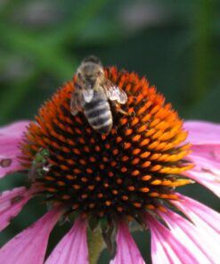 Altura Photo 58MM 0.35x Fisheye Canon Wide Angle Lens (w/Macro Portion) for DSLR Cameras EOS Rebel 70D 77D 80D 90D T8i T7 T7i T6i T6s T6 T5i T5 T4i T3i T100 SL1 SL2 SL3 - Canon Mount 40 71GVPoT9ocL