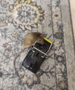 Mouse Trap Mouse Traps Indoor Mouse Traps for House Mouse Traps Outdoor Mice Traps for House Indoor 6 Pack M1-6 Packs 29 71GWFhJGgEL