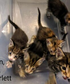 PetAg KMR Kitten Milk Replacer Powder - Prebiotics and Probiotics for Newborn to 6 Week - 12 oz Powdered Drink Mix 12 Ounce (Pack of 1) 37 71GWJ7iY4sL