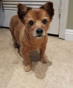 Amazing Turmeric for Dogs Curcumin Pet Antioxidant, Eliminates Joint Pain Inflammation, 120 Chews 24 71GYKUjodXL