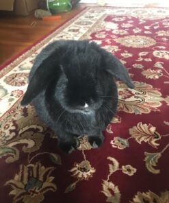 Ware Manufacturing Willow Branch Ball for Small Animals - 4-inch 1-Pack 20 71GYW8cI7FL