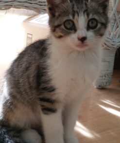 Adams Plus Pyrethrin Dip For Dogs and Cats | Kills and Repels Fleas, Ticks, Lice, Gnats, Mosquitoes and Flies | 4 Fl Oz 23 71GZgOpcEVL