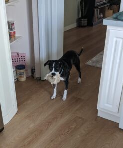 Dna My Dog Essential Test –Breed ID Test Mixed Breed Identification, Personality Traits, for Puppies to Adult Dogs, Non-Invasive Cheek Swab 32 71GbsFk H3L