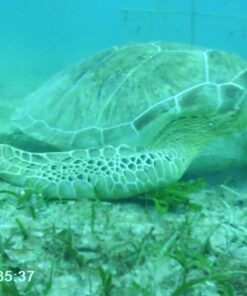 MOUNTDOG Action Camera Underwater Waterproof 30M Camera with 2" LCD Wide Angle View Sports Action Camera with 10M WiFi Wireless Control and Portable Camera Bag Black 18 71GdDZ0bLL