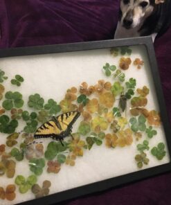 SE Glass Top Display Box - JT9212 16” x 12” x ¾" 31 71GdwCNfE3L