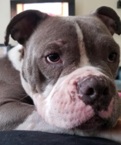 4Legger Certified Organic Nose & Paw Pad Healing Balm Unscented for Dry Chapped and Cracked Paw Pads, Elbows, Snout, Dry Skin with Hemp Oil, Vegan Wax, Calendula & Shea Butter - Made in USA - 1.9 oz 28 71GdxeHzf7L