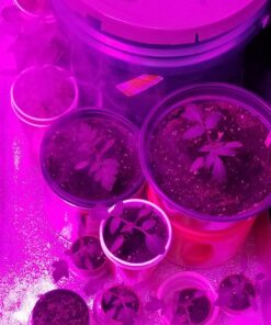 Burpee SteakHouse Hybrid Non-GMO Large Beefsteak Garden Produces Giant 3 LB Fresh Tomatoes | Vegetable Planting, 25 Seeds 52 71GgUasXhvL