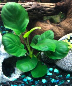 Anubias Barteri Coin Leaves Live Aquarium Plants Freshwater Rhizome 3 Days Live Guaranteed by Mainam 38 71GgatSChBL