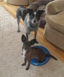 AppleRound Air Stability Wobble Cushion with Hand Pump, 13.5in/34cm Diameter, Balance Disc for Adult, Sensory Wiggle Seat for Kid Blue 47 71GkkLwUxKL