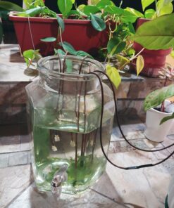 Blumat Classic Plant Watering Stakes | for Everyday Home or Vacation Use | Indoor or Outdoor Water Spikes for Plants | Automatic Drip Irrigation (6 Pack) 6 Pack 42 71GktURm5CL