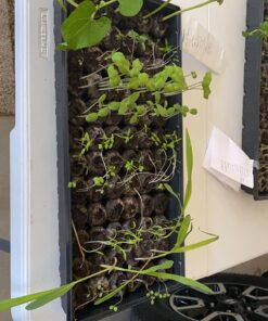 22,000 Non GMO Heirloom Vegetable Seeds, Survival Garden, Emergency Seed Vault, 34 VAR, Bug Out Bag - Beet, Broccoli, Carrot, Corn, Basil, Pumpkin, Radish, Tomato, More 32 71GlUWoF3cL