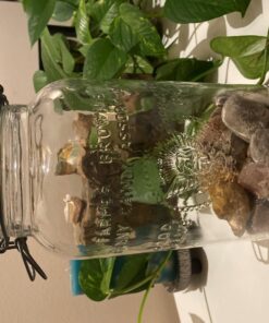 HIC Silicone Replacement Gasket Seals, Fits Regular Mouth Canning Jars, 3.75 x 3.75-Inches, Set of 4 25 71GobrmRtcL